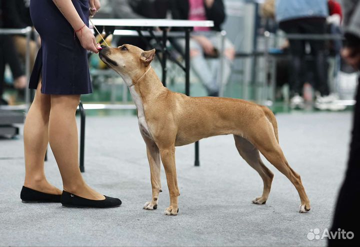 Услуги кинолога