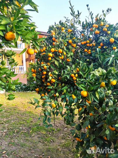 Путешествие в Абхазию (3-6ноября)