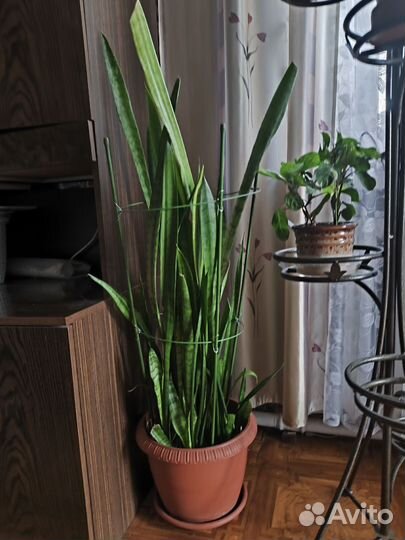 Сансавиерия пеперомия эпипренум