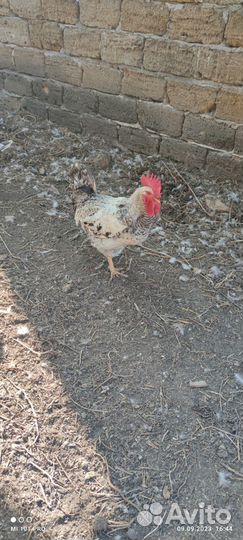 Молодые петухи