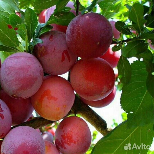 Слива саженец