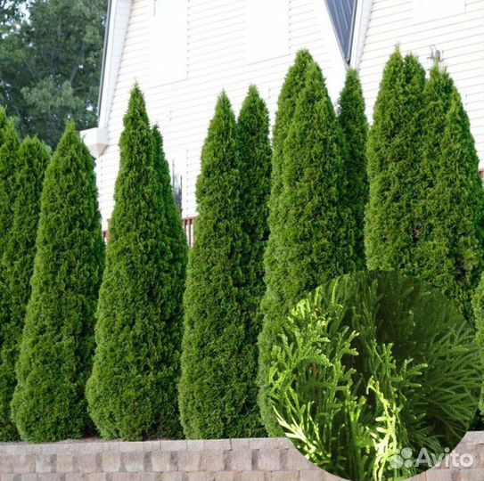 Туя Смарагд