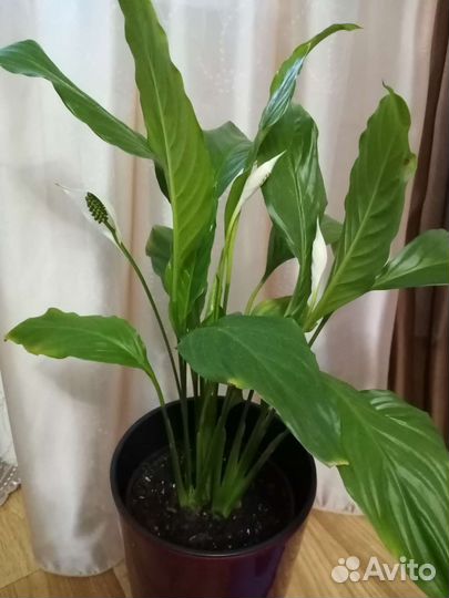 Спатифиллум (женское счастье)