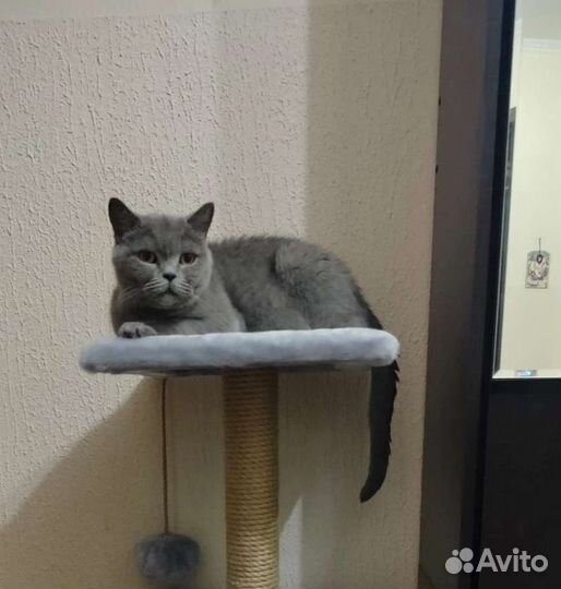 Британская