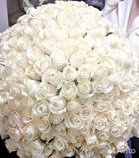 Высокие Розы Гиганты Доставка Круглосуточно