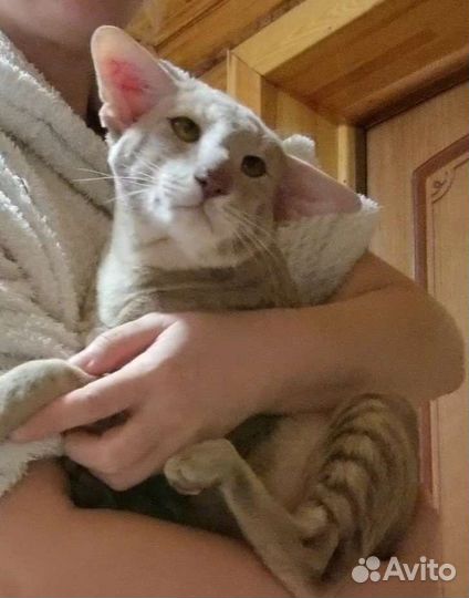 Ориентальный кот вязка