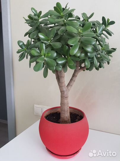 Крассула взрослая сформированная