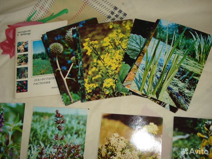 Лекарственные растения открытки СССР 3 набора