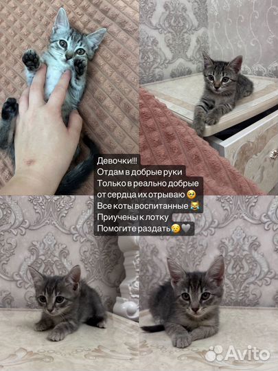 Котята в добрые руки