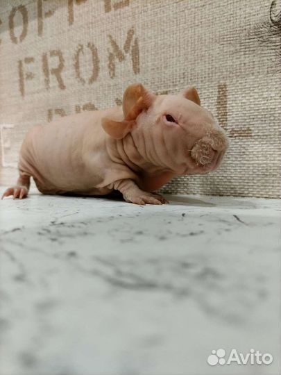 Морская свинка Скинни Калифорния