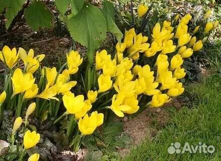 Крокусы осенние луковицы (штенбергия)