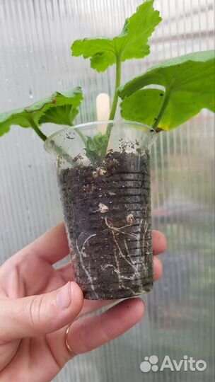 Пеларгония герань