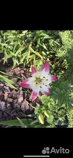 Лилии луковицы