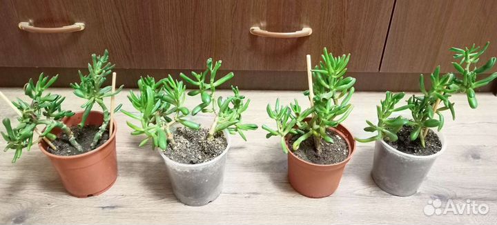 Крассула Хоббит/толстянка/денежное дерево