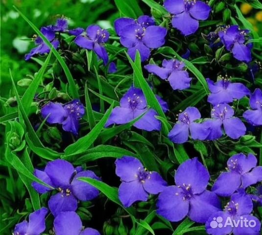 Жимолость шапочная, ромашка,традеск,бирючина, клер