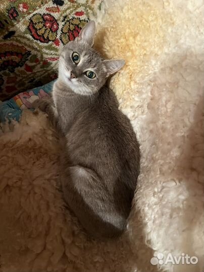Кошка ищет дом