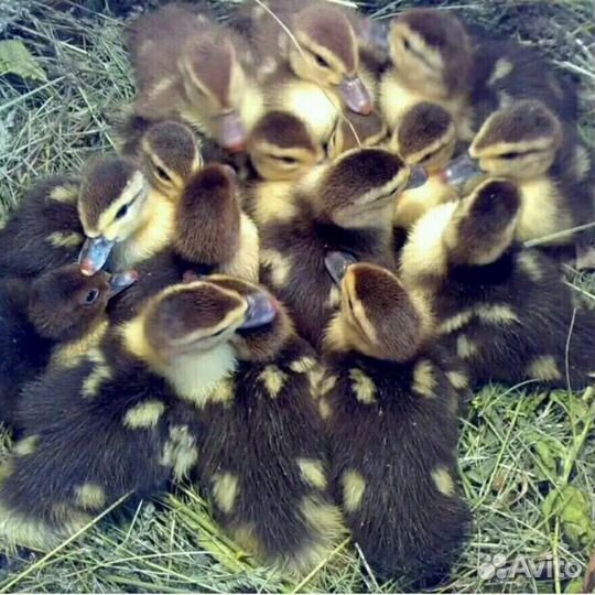 Индоутята с уткой