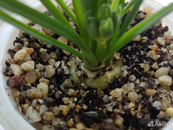 Альбука спиральная