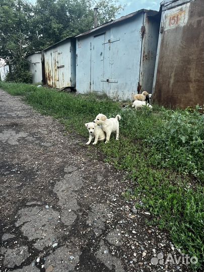 Щенки двортерьера )