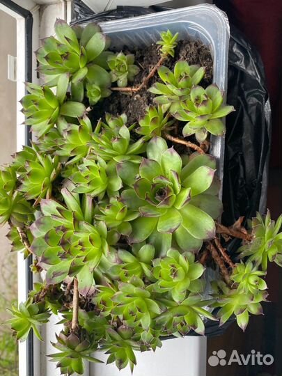 Многодетник для сада молодило / каменная роза