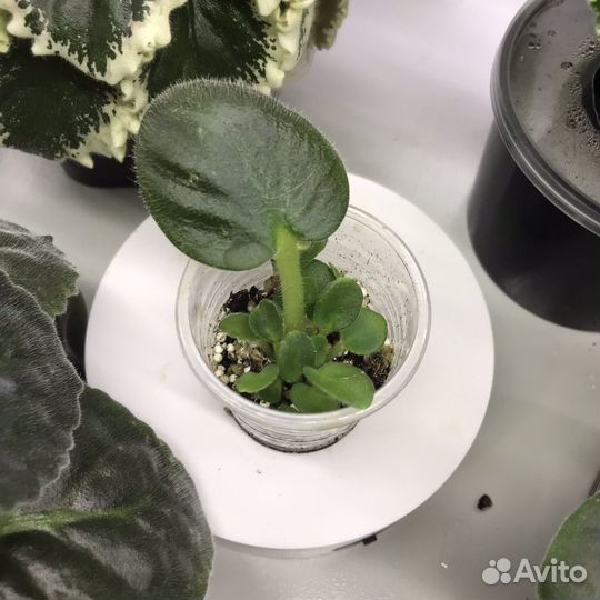 Сортовая полуминифиалка (ук. лист с детками)