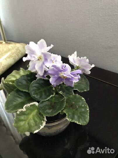 Фиалка сортовая