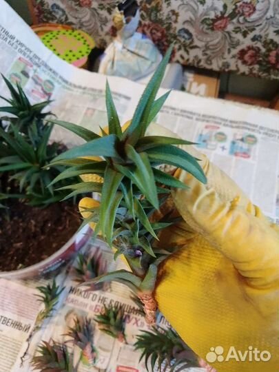 Калла Кордилина Astroloba Сеткреазия Стапелия