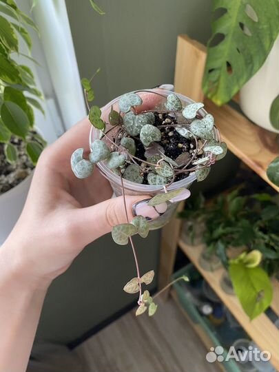 Церопегия вуда