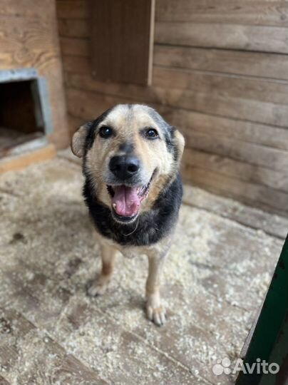 Восточноевропейская овчарка метис