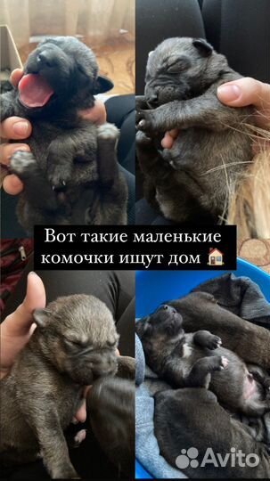 Щенки бесплатно