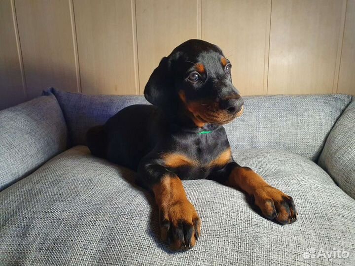 Щенки добермана