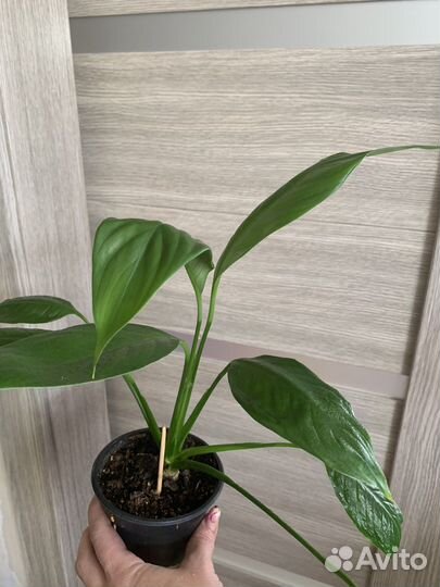 Спатифиллум