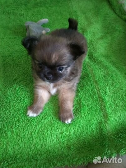 Продам щенка чихуахуа