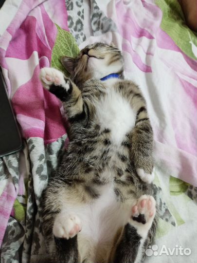 Кот