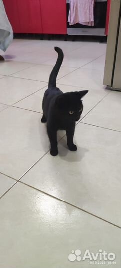 Кошечка в добрые руки