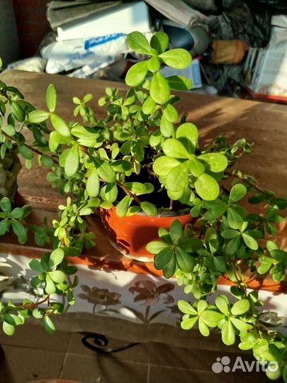 Комнатные цветы