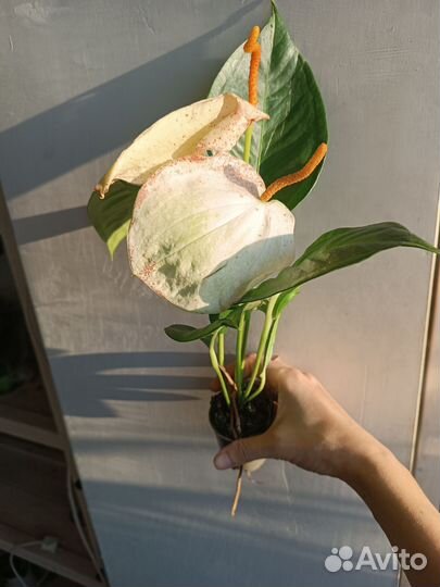 Антуриум Шерцера, в ассортименте