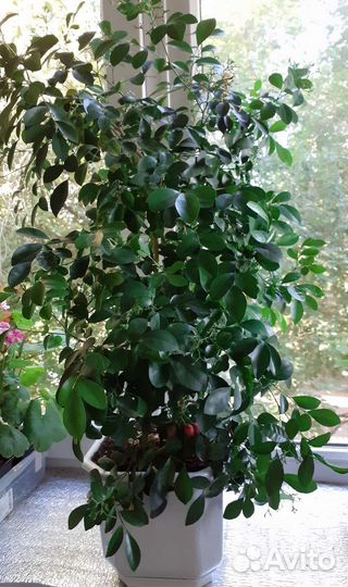 Муррайя метельчатая