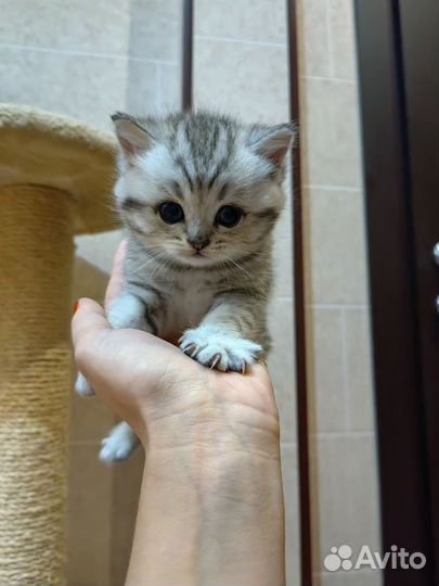 Шотландские котята с родословной