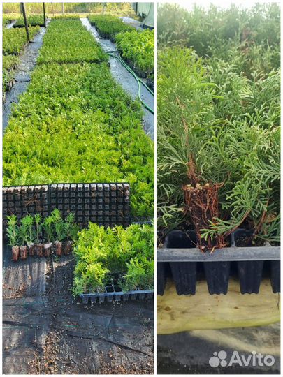 Кассеты Туя западная Смарагд,Брабант