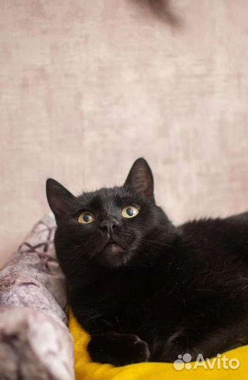 Чёрный лощёный котик Яша