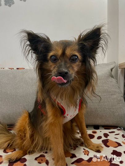 Одежда для собак