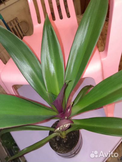 Сингониум, традесканция, каланхоэ, хлорофитум