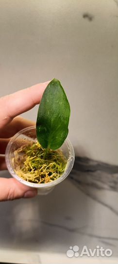 Сциндапсус Сп