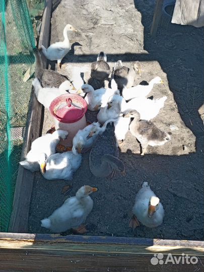 Продаю гусей