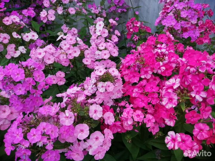 Флоксы сортовые