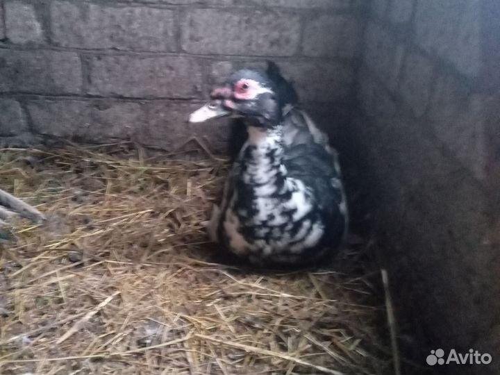 Индоутак на племя