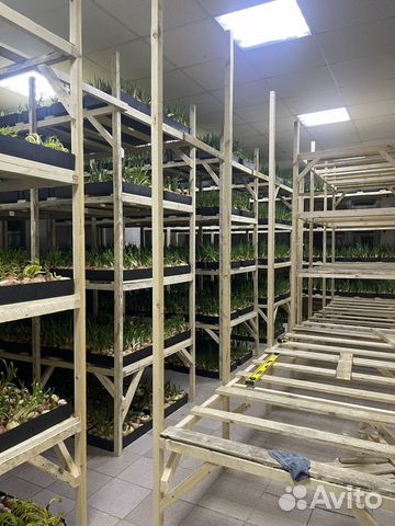 Бизнес по выращиванию зеленого лука или тюльпанов объявление продам