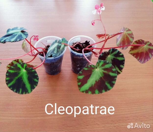 Бегонии Природники (видовые), часть 1