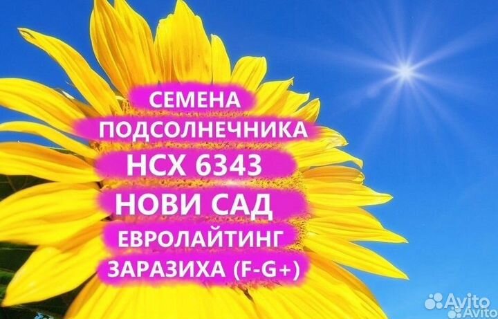 Семена подсолнечника нсх 6343 Гибрид нс, Ставропол